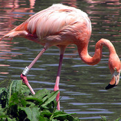 Caribbean Flamingo